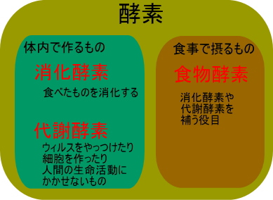 ファスティング プチ断食 で酵素ドリンクが有効な理由